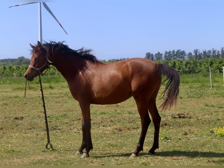 Vollblutaraber Stute 2 Jahre 158 cm Brauner in Beveren
