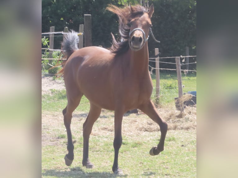 Vollblutaraber Stute 2 Jahre 158 cm Brauner in Beveren