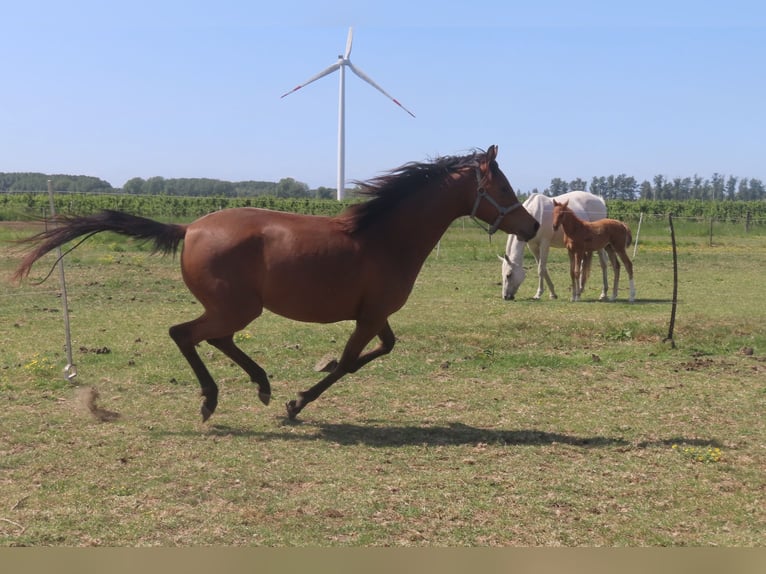Vollblutaraber Stute 2 Jahre 158 cm Brauner in Beveren