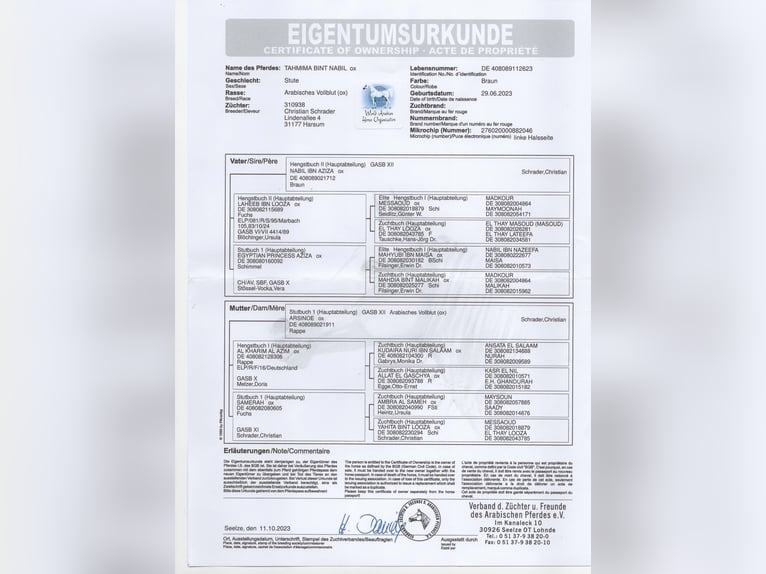 Vollblutaraber Stute 2 Jahre Brauner in Harsum