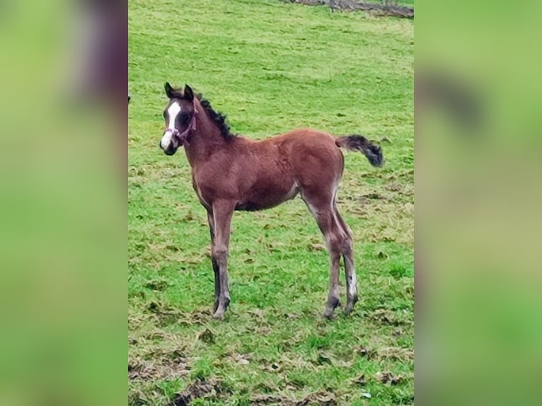 Vollblutaraber Stute 2 Jahre Brauner in Büren