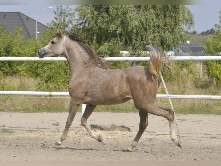 Vollblutaraber Stute 2 Jahre Schimmel in Lodz