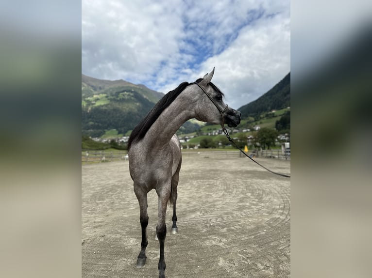 Vollblutaraber Stute 3 Jahre 148 cm Schimmel in Gunzenhausen
