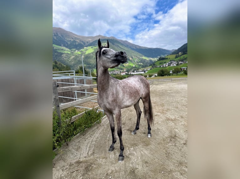 Vollblutaraber Stute 3 Jahre 148 cm Schimmel in Gunzenhausen