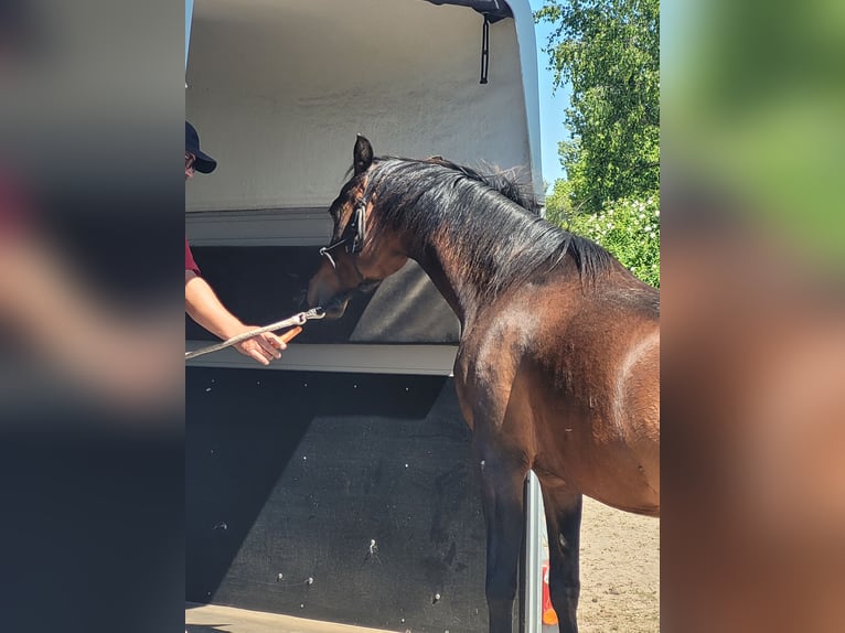 Vollblutaraber Stute 3 Jahre 150 cm Dunkelbrauner in Moers