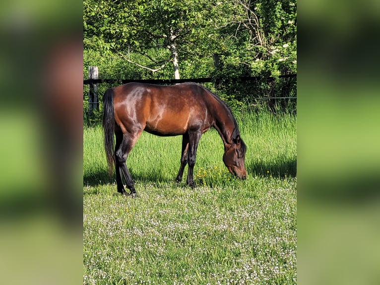 Vollblutaraber Stute 3 Jahre 150 cm Dunkelbrauner in Moers