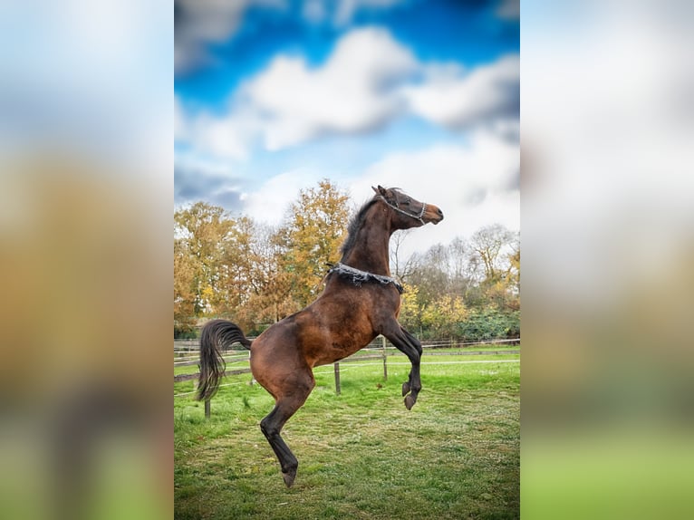 Vollblutaraber Stute 3 Jahre 150 cm Dunkelbrauner in Moers
