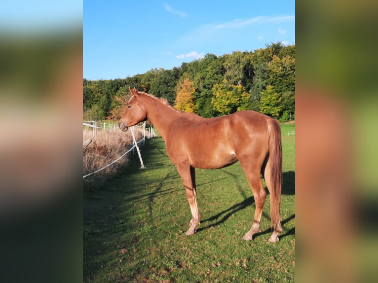 Vollblutaraber Stute 3 Jahre 150 cm Fuchs in Sefferweich