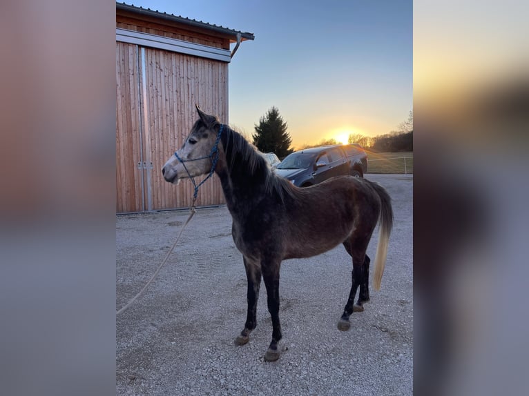 Vollblutaraber Stute 3 Jahre 150 cm Kann Schimmel werden in Sonnenbühl