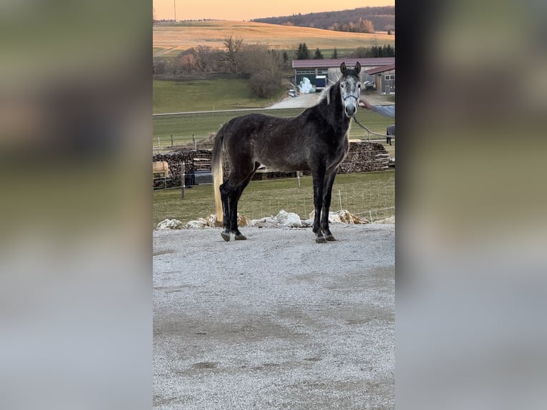 Vollblutaraber Stute 3 Jahre 150 cm Kann Schimmel werden in Sonnenbühl