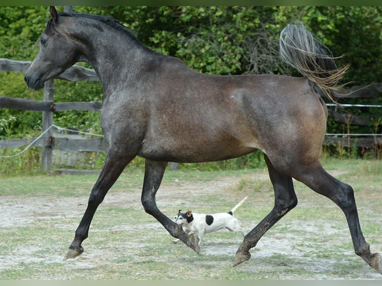 Vollblutaraber Stute 3 Jahre 150 cm Schimmel in Koprivnica