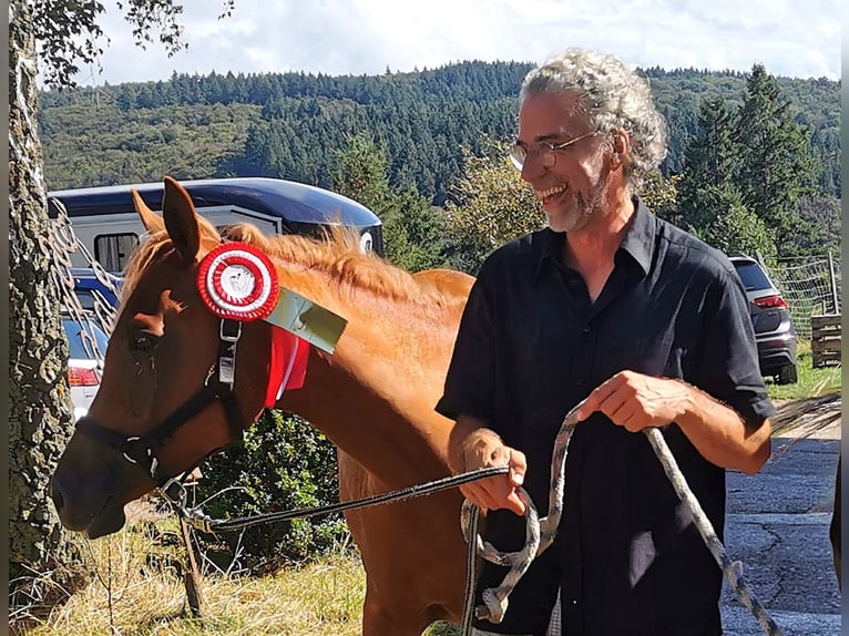 Vollblutaraber Stute 3 Jahre 151 cm Fuchs in Kassel