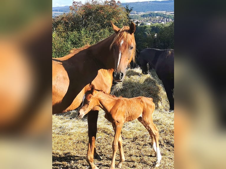 Vollblutaraber Stute 3 Jahre 151 cm Fuchs in Kassel