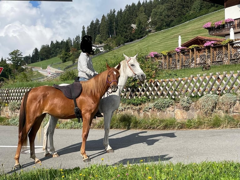 Vollblutaraber Stute 3 Jahre 151 cm Fuchs in Signat