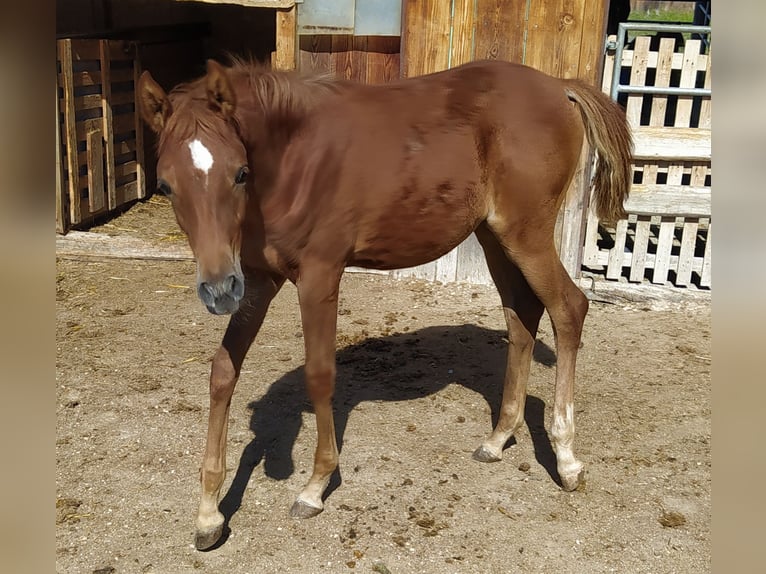 Vollblutaraber Stute 3 Jahre 151 cm Fuchs in Signat