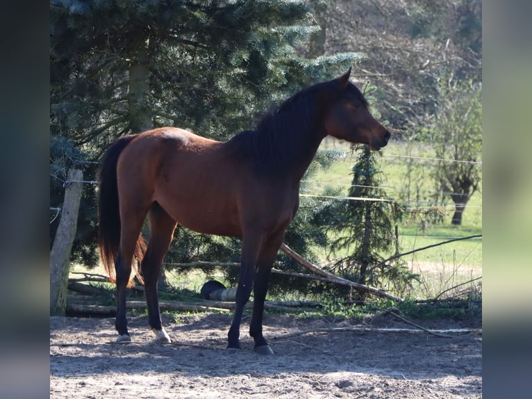 Vollblutaraber Stute 3 Jahre 152 cm Brauner in L&#xF6;wenberger Land