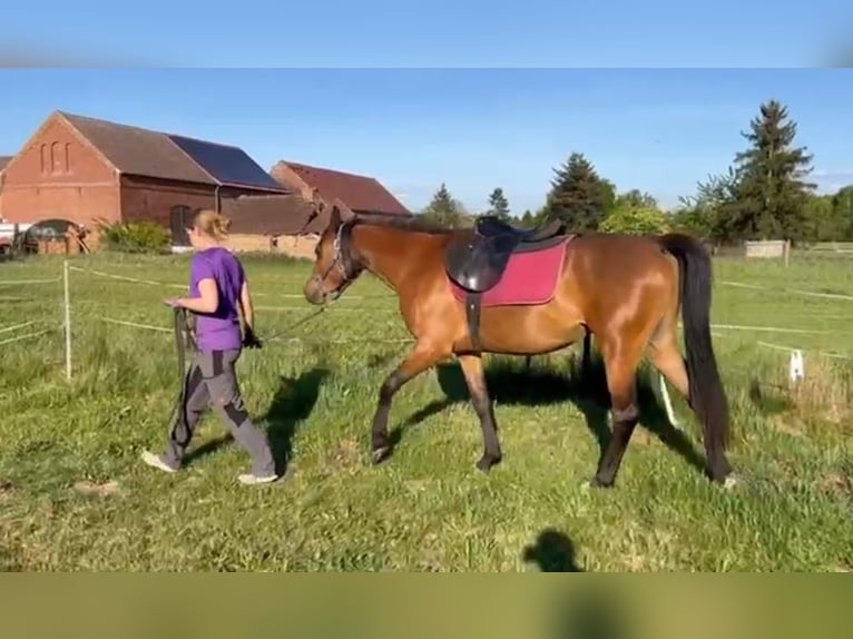 Vollblutaraber Stute 3 Jahre 152 cm Brauner in L&#xF6;wenberger Land