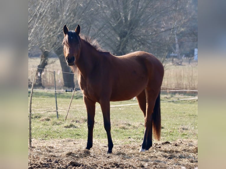 Vollblutaraber Stute 3 Jahre 152 cm Brauner in L&#xF6;wenberger Land