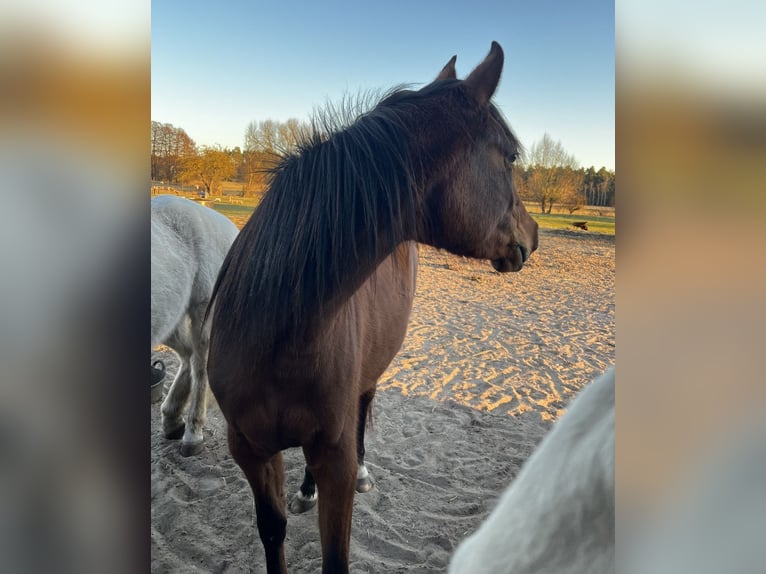 Vollblutaraber Stute 3 Jahre 152 cm Brauner in L&#xF6;wenberger Land