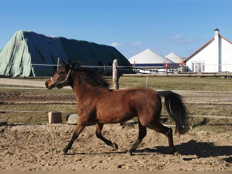 Vollblutaraber Stute 3 Jahre 152 cm Brauner in L&#xF6;wenberger Land