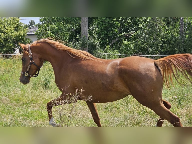 Vollblutaraber Stute 3 Jahre 152 cm Fuchs in Theresienfeld