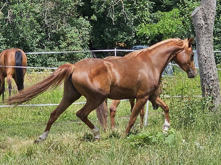 Vollblutaraber Stute 3 Jahre 152 cm Fuchs in Theresienfeld