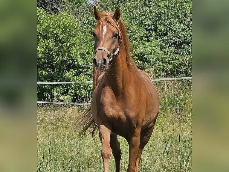 Vollblutaraber Stute 3 Jahre 152 cm Fuchs in Theresienfeld