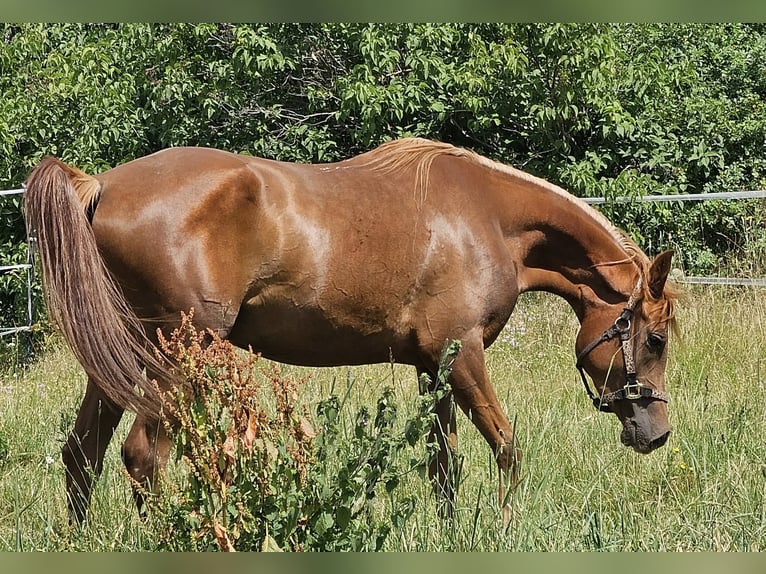 Vollblutaraber Stute 3 Jahre 152 cm Fuchs in Theresienfeld