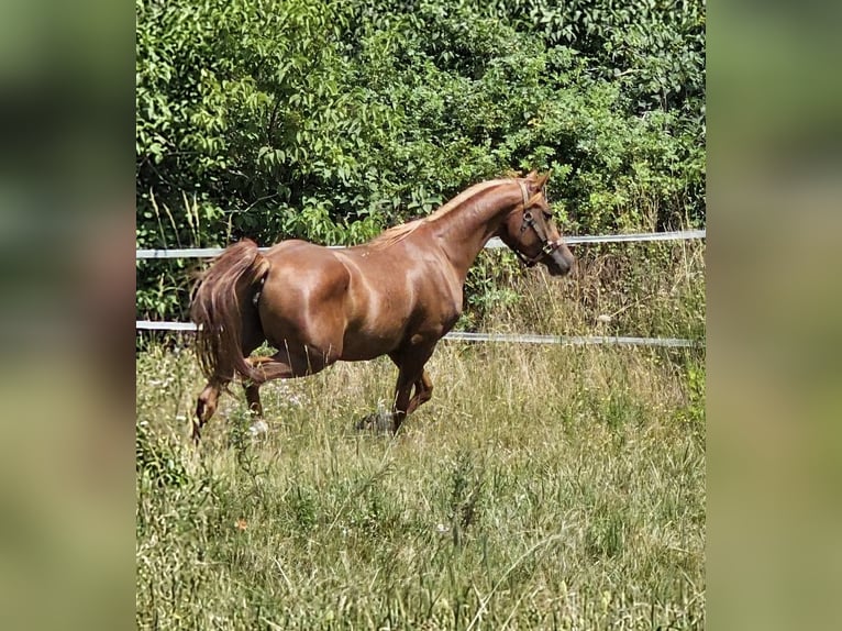 Vollblutaraber Stute 3 Jahre 152 cm Fuchs in Theresienfeld