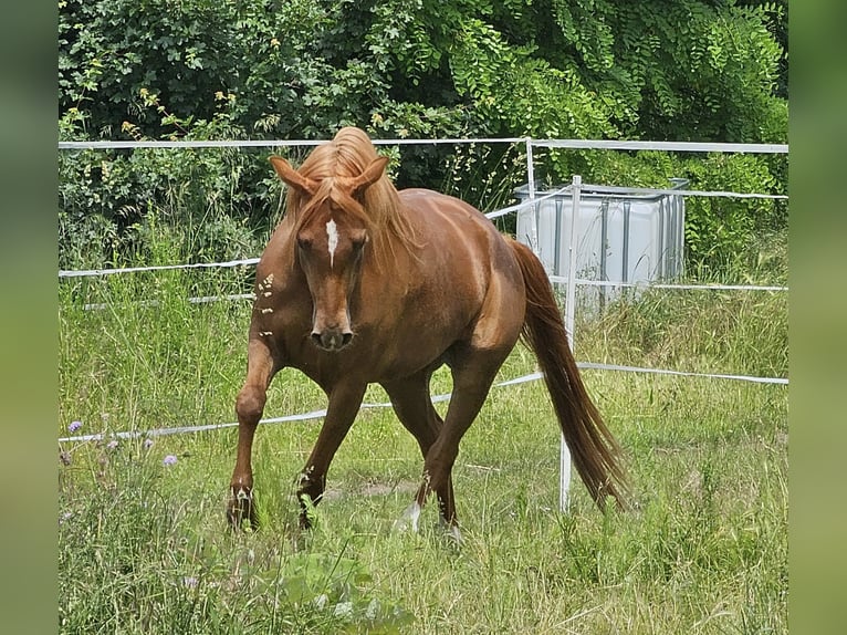 Vollblutaraber Stute 3 Jahre 152 cm Fuchs in Theresienfeld
