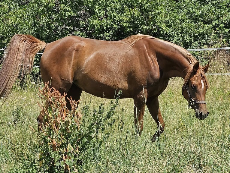 Vollblutaraber Stute 3 Jahre 152 cm Fuchs in Theresienfeld