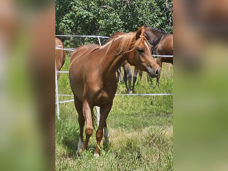 Vollblutaraber Stute 3 Jahre 152 cm Fuchs in Theresienfeld