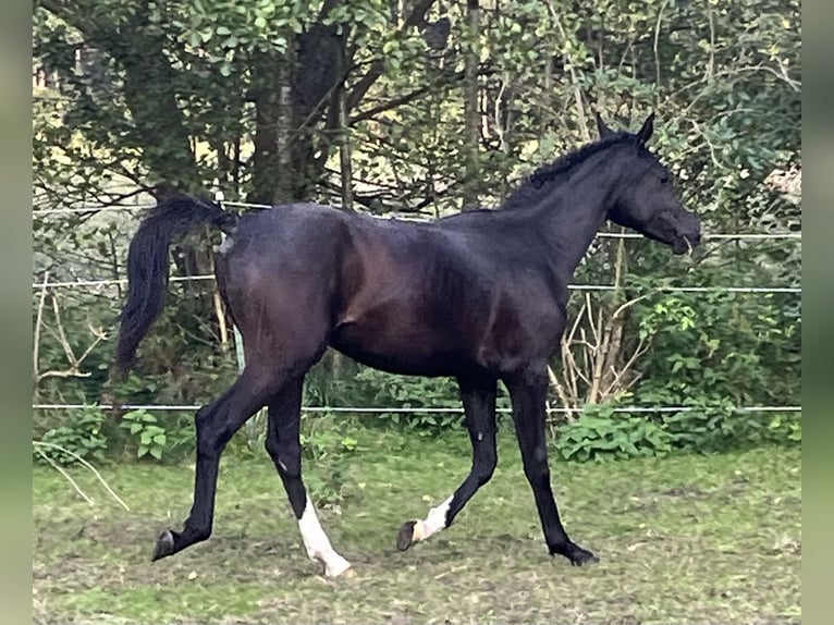 Vollblutaraber Stute 3 Jahre 152 cm Rappe in Ligetfalva