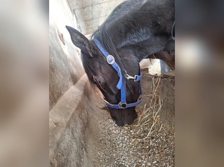 Vollblutaraber Stute 3 Jahre 152 cm Rappe in Ligetfalva