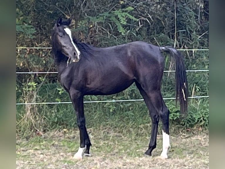 Vollblutaraber Stute 3 Jahre 152 cm Rappe in Ligetfalva