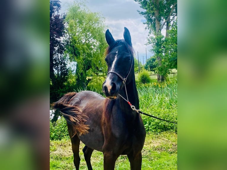 Vollblutaraber Stute 3 Jahre 152 cm Rappe in Gers