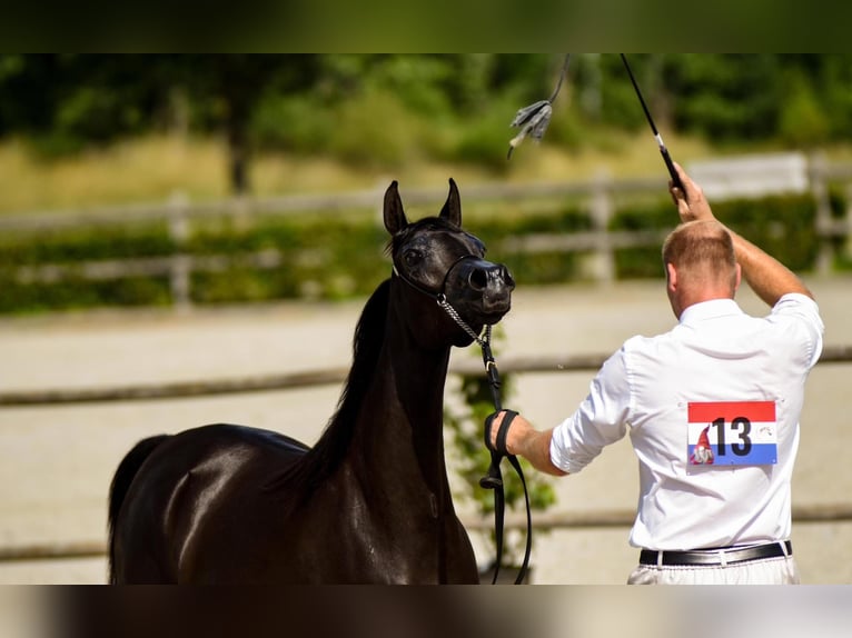 Vollblutaraber Stute 3 Jahre 152 cm Rappe in Uddel