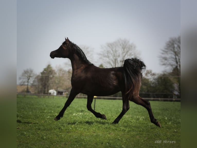 Vollblutaraber Stute 3 Jahre 152 cm Rappe in Pastetten