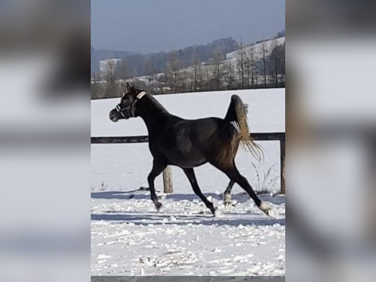 Vollblutaraber Stute 3 Jahre 152 cm Schimmel in Reichraming