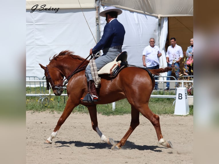 Vollblutaraber Stute 3 Jahre 153 cm Fuchs in Albala