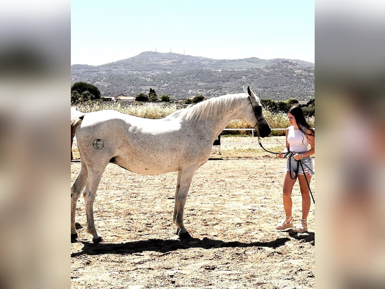 Vollblutaraber Stute 3 Jahre 153 cm Fuchs in Albala