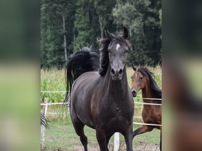 Vollblutaraber Stute 3 Jahre 153 cm Rappe in Zawidz Kościelny