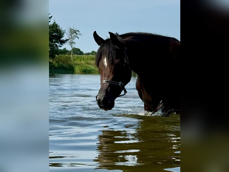 Vollblutaraber Stute 3 Jahre 154 cm Dunkelbrauner in Wangerland Hohenkirchen