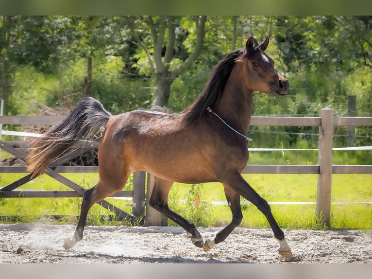 Vollblutaraber Stute 3 Jahre 154 cm Dunkelbrauner in Wangerland Hohenkirchen