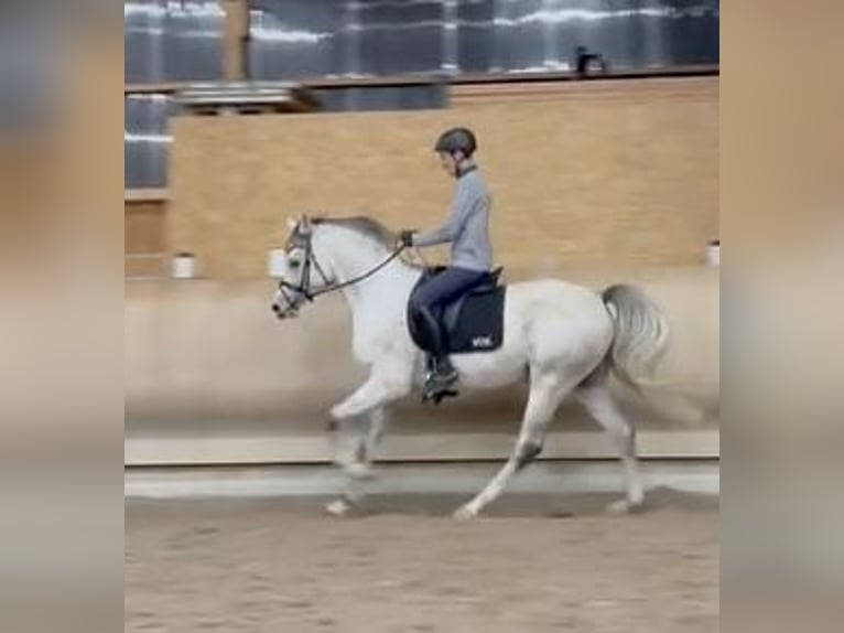 Vollblutaraber Stute 3 Jahre 154 cm Fuchs in Gemünden (Felda)