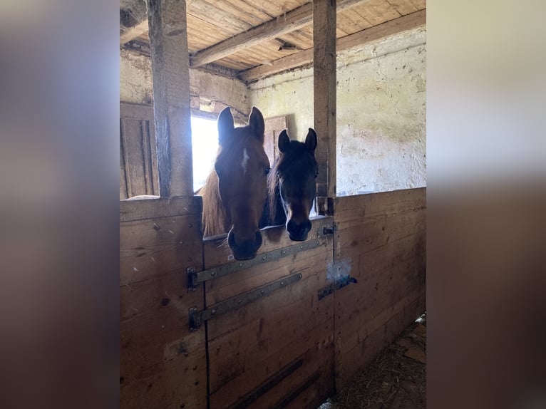 Vollblutaraber Stute 3 Jahre 155 cm Fuchs in Theras
