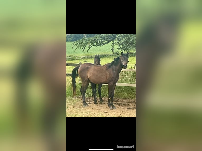 Vollblutaraber Stute 3 Jahre 155 cm Rotbrauner in Gers