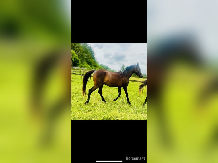 Vollblutaraber Stute 3 Jahre 155 cm Rotbrauner in Gers