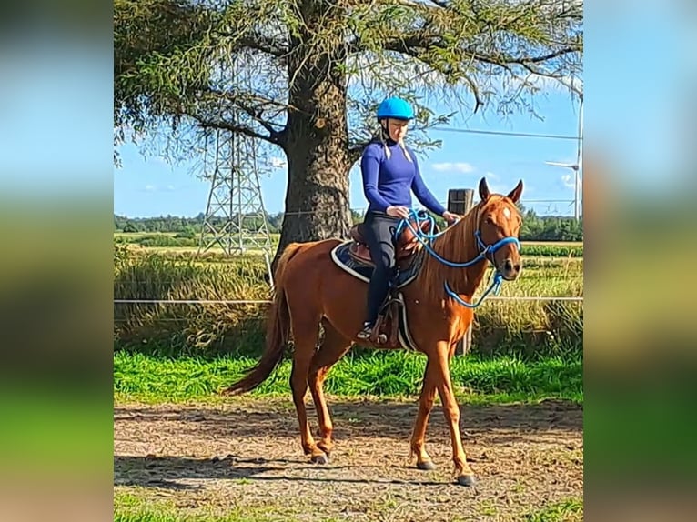 Vollblutaraber Mix Stute 3 Jahre 156 cm Fuchs in Bredstedt