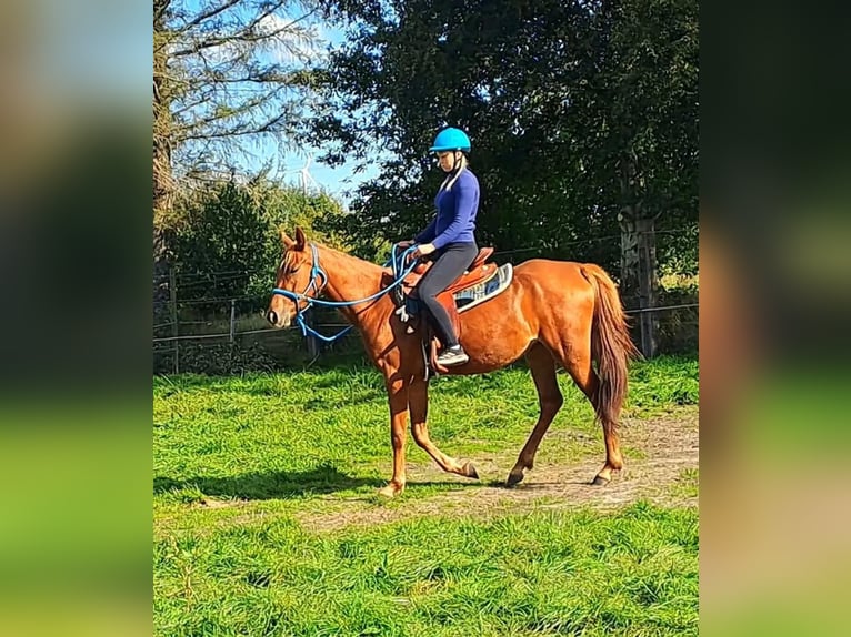 Vollblutaraber Mix Stute 3 Jahre 156 cm Fuchs in Bredstedt
